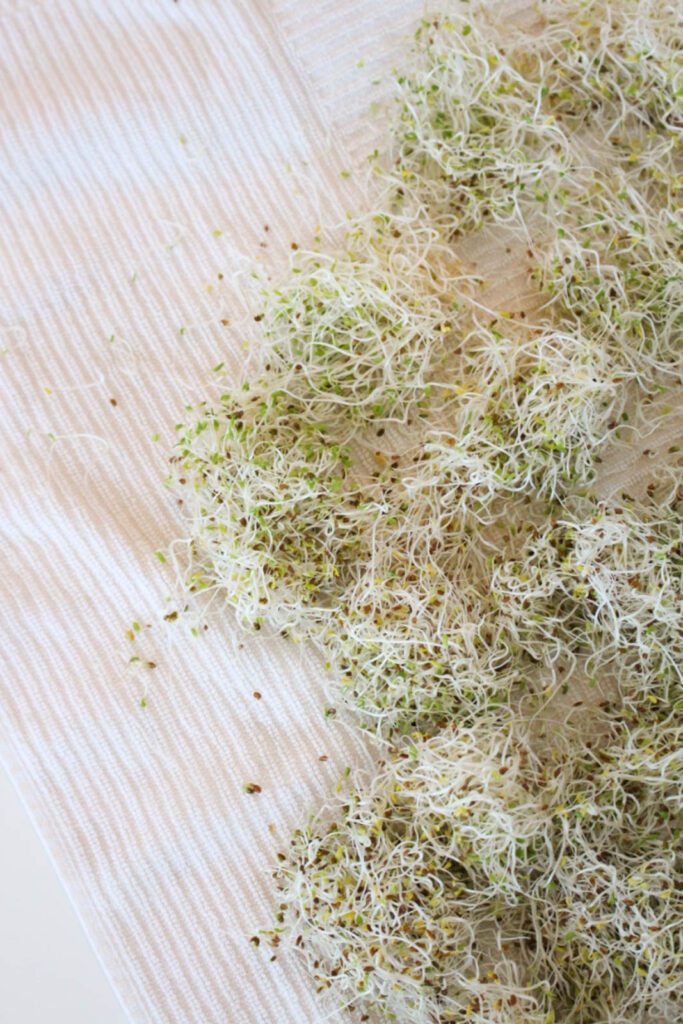 how to grow your own sprouts